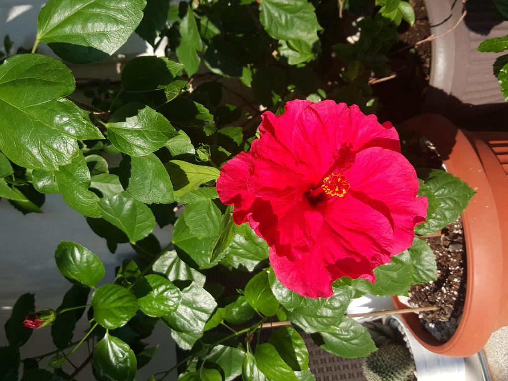 Hibiscus Guest House Budva Ngoại thất bức ảnh