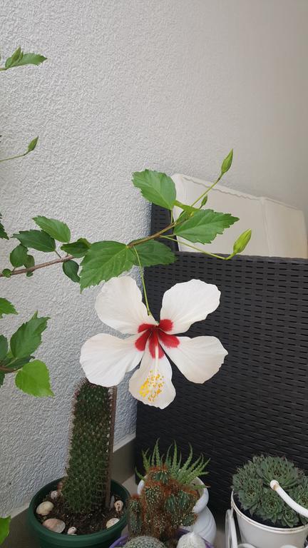 Hibiscus Guest House Budva Ngoại thất bức ảnh