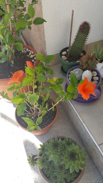 Hibiscus Guest House Budva Ngoại thất bức ảnh