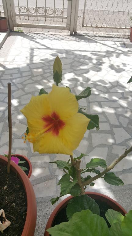 Hibiscus Guest House Budva Ngoại thất bức ảnh